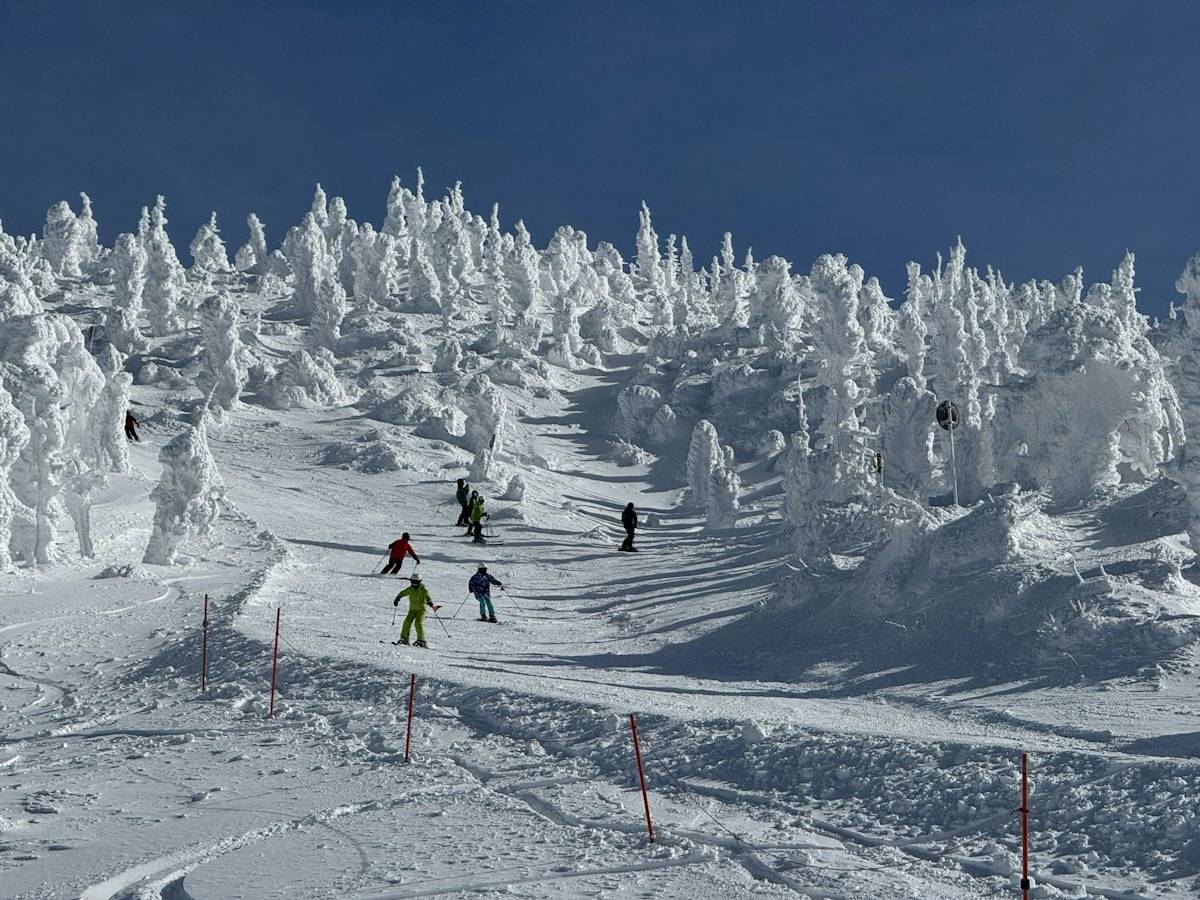 Skiers descending between ice-covered trees